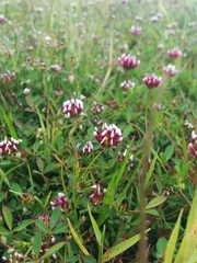 Trifolium variegatum