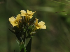 Linum strictum