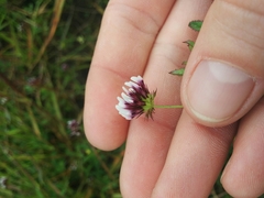 Trifolium variegatum