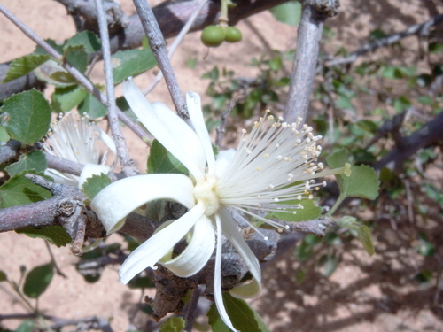 Small-leaf White Raisin