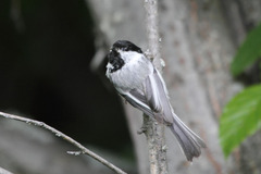 Poecile atricapillus