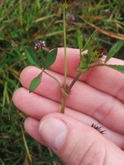 Trifolium variegatum