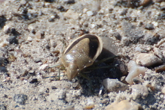 Chlorochroa osborni
