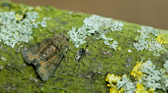 Oligia latruncula