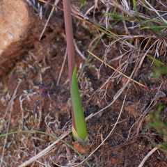 Bulbine cepacea