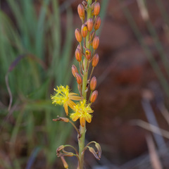 Bulbine cepacea