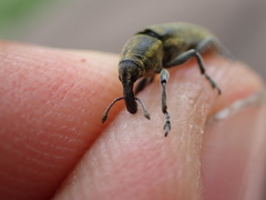 Lixus cardui