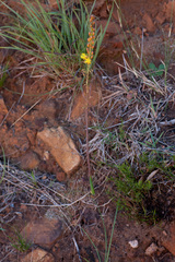 Bulbine cepacea