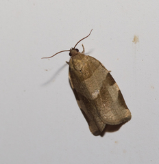 Choristoneura hebenstreitella