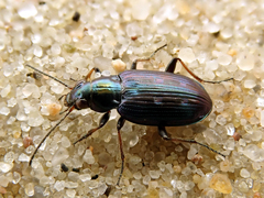 Bembidion argenteolum
