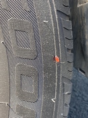 Coccobaphes frontifer