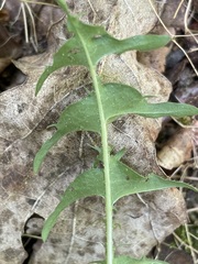 Taraxacum tortilobum