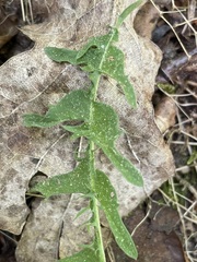 Taraxacum tortilobum