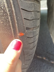 Coccobaphes frontifer