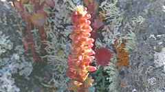 Umbilicus horizontalis