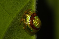 Charidotis abrupta