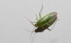 Orthotylus marginalis