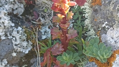 Umbilicus horizontalis