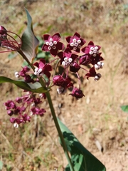 Asclepias cordifolia