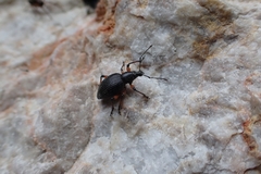 Otiorhynchus sensitivus