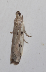 Phycitodes binaevella