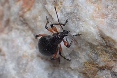 Otiorhynchus sensitivus