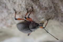 Otiorhynchus sensitivus