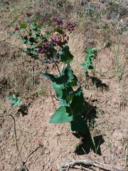 Asclepias cordifolia