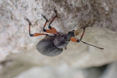 Otiorhynchus sensitivus