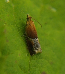 Ancylis obtusana