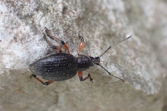 Otiorhynchus sensitivus