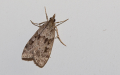 Scoparia ambigualis