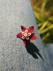 Asclepias cordifolia