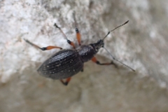 Otiorhynchus sensitivus