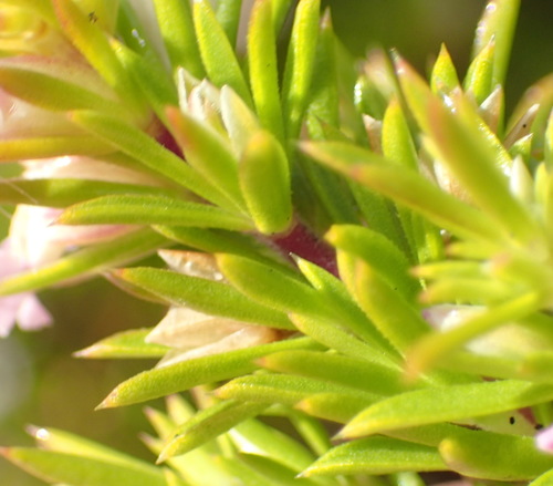 Image of Muraltia ericifolia by (c) Nicola van Berkel, some rights reserved (CC BY-SA)