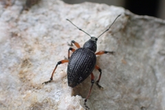 Otiorhynchus sensitivus
