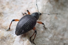 Otiorhynchus sensitivus