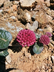 Asclepias solanoana