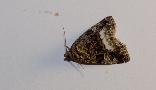 Marbled White-spot, Tilburg, NL-NB, NL, photo 7 of 10