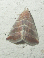Eublemma baccatrix