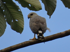 Buteo nitidus image