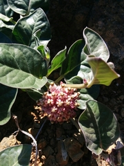 Asclepias solanoana