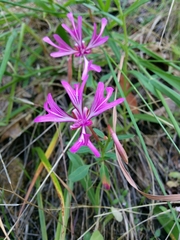 Clarkia concinna concinna