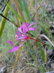 Clarkia concinna concinna