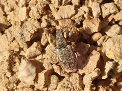 Sitona cylindricollis