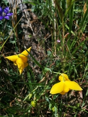 Calochortus amabilis