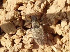 Sitona cylindricollis