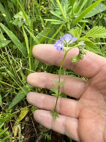 Brand's phacelia (Phacelia gilioides)
