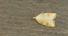 Aleimma loeflingiana