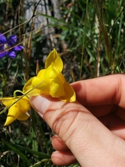 Calochortus amabilis
